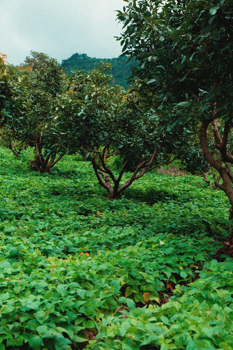 Café de Acatenango — cafetal de finca Chalabal Estrella, Guatemala