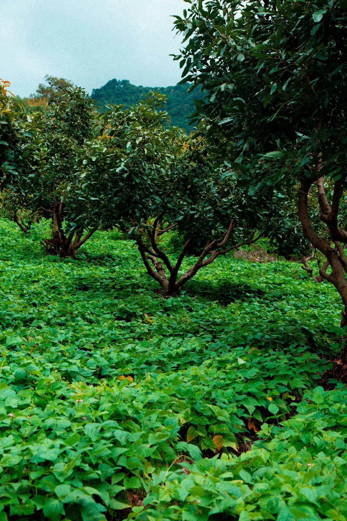 Rows of coffee plants among taller trees.