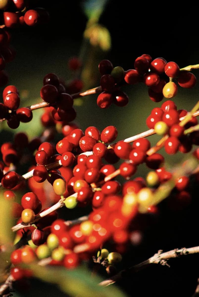 Cerezas de café en la rama